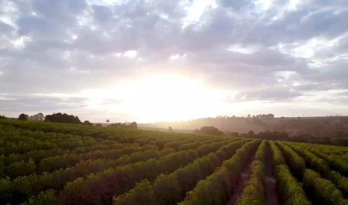 Por sol em cafezal da região do Cerrado Mineiro