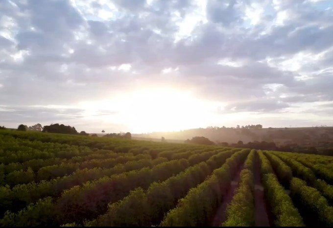 Por sol em cafezal da região do Cerrado Mineiro