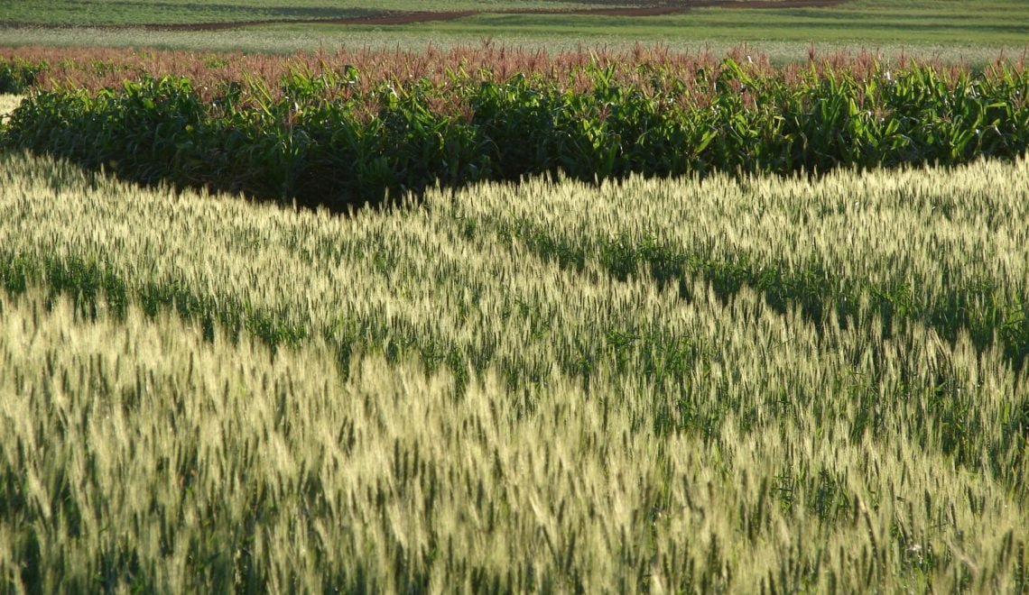 Rotação de culturas no cultivo de soja. Foto da Embrapa