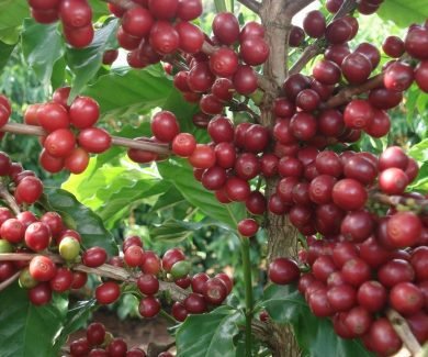 Planta de café localizada em Três Pontas, no Sul de Minas