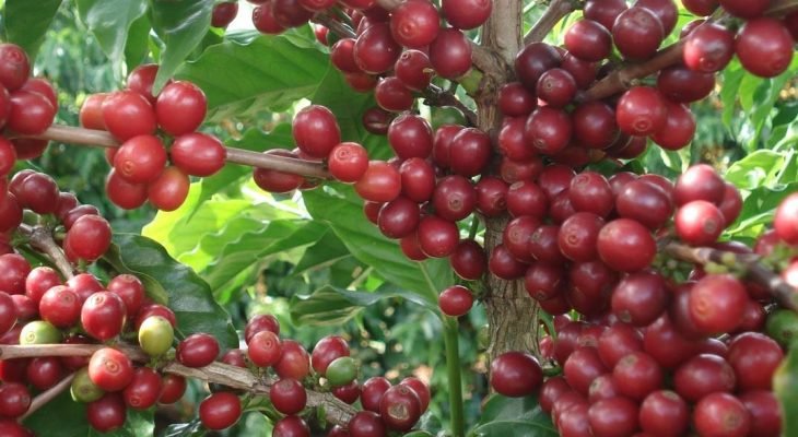 Planta de café localizada em Três Pontas, no Sul de Minas