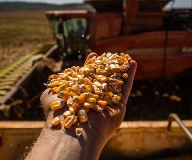 312,5 milhões de toneladas a produção de grãos no Brasil