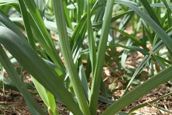 Semente livre de vírus aumenta produção de alho em 150%