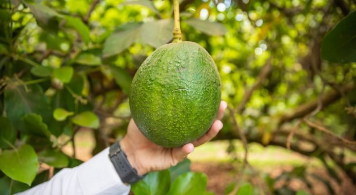 Fruta do abacateiro colhida em uma das fazendas do Grupo Shimada