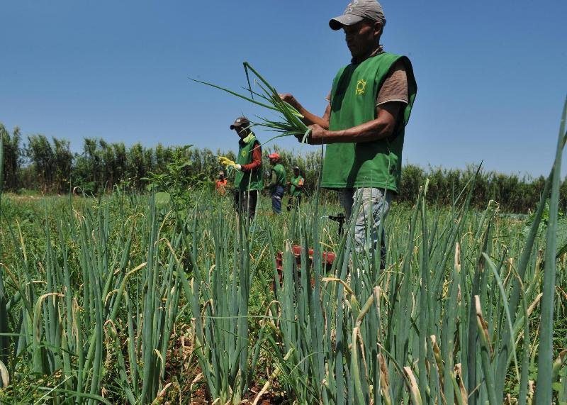 Agricultura familiar: subvenção por beneficiário será R$ 15 mil por ano (Foto: Agência Brasil)