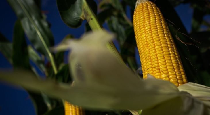 Valor da Produção Agropecuária de 2023 é estimado em R$ 1,148 trilhão (Foto: Wenderson Araújo/Trilhux/Agência Brasil)