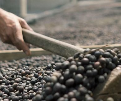 Conquista da IG traz benefícios para toda a cadeia produtiva (Foto: Emater MG)