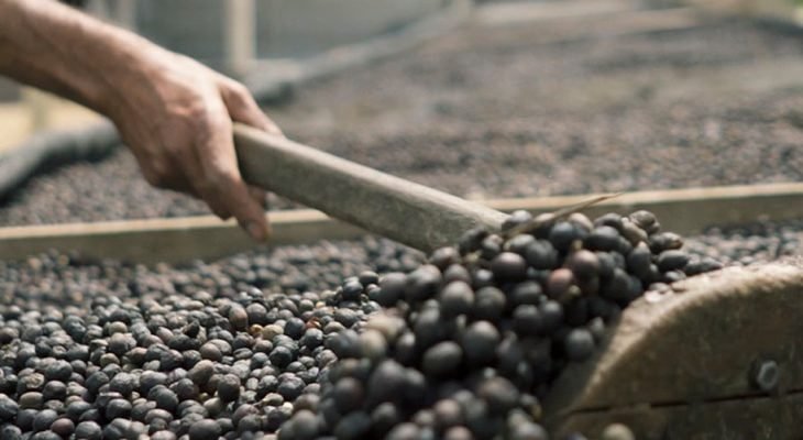 Conquista da IG traz benefícios para toda a cadeia produtiva (Foto: Emater MG)