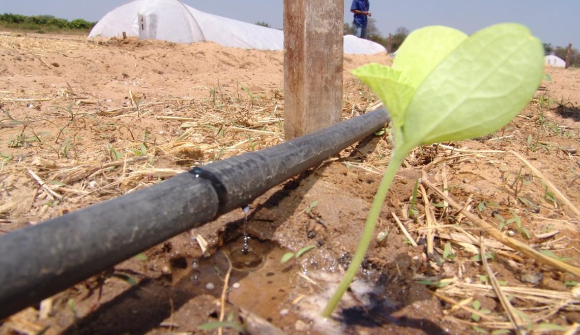 Sistema utilizado é o de gotejamento (Foto: Embrapa)