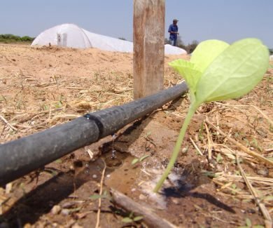 Sistema utilizado é o de gotejamento (Foto: Embrapa)