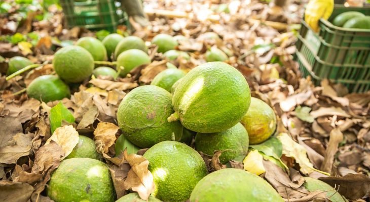 Região de São Gotardo é referência na produção de abacates (Foto: Shimada Agronegócios)