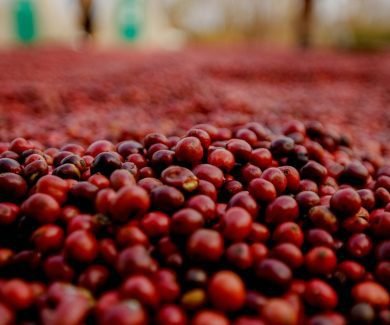 Cafeicultura exige tomada de decisões rápidas (Foto: CNC)