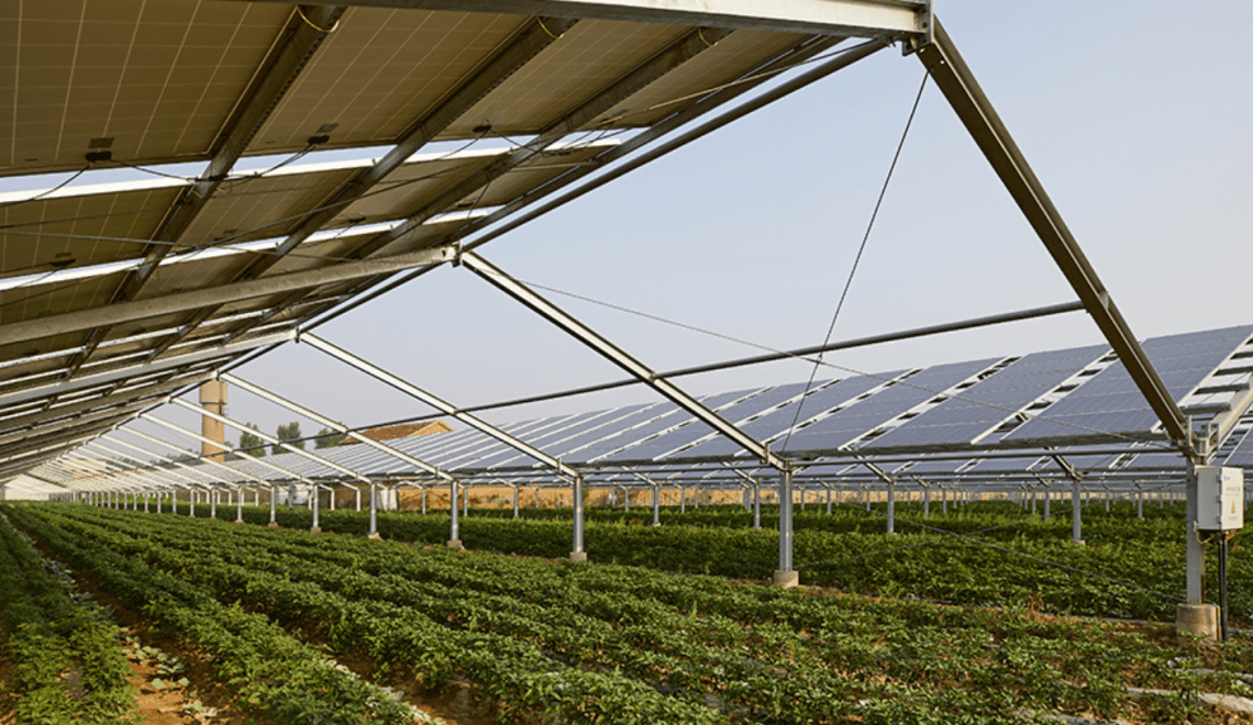 Projeto pioneiro no Brasil une produção de energia e alimentos no mesmo espaço (Foto: Epamig)