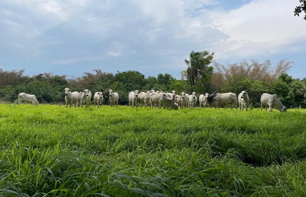 Protocolo é exclusivo para fêmeas Nelore entre 12 e 16 meses (Foto: Amanda Alves/Embrapa)