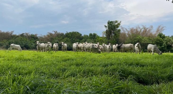 Protocolo é exclusivo para fêmeas Nelore entre 12 e 16 meses (Foto: Amanda Alves/Embrapa)