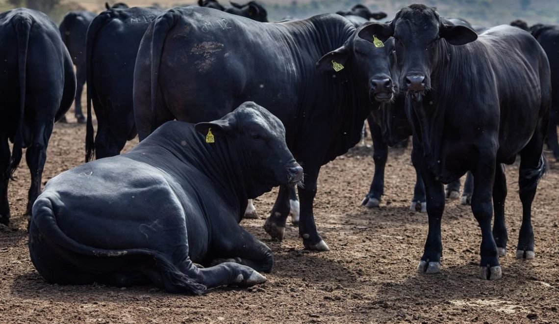 Redução da oferta deve impulsionar preços do boi gordo (Foto: CNA/Wenderson Araújo)