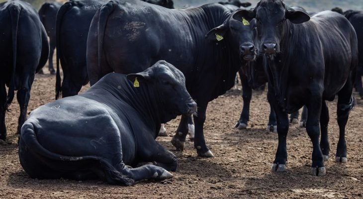 Redução da oferta deve impulsionar preços do boi gordo (Foto: CNA/Wenderson Araújo)