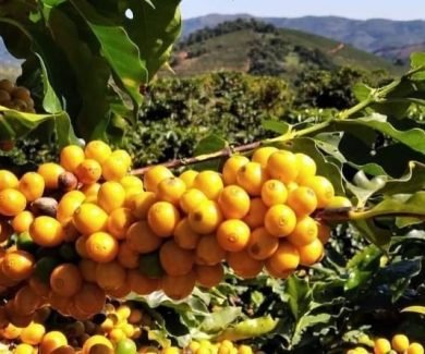 Campos Altos: pronta para integrar cenário das regiões mineiras produtoras de café de origem (Foto: Sebrae/MG)