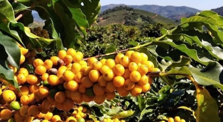 Campos Altos: pronta para integrar cenário das regiões mineiras produtoras de café de origem (Foto: Sebrae/MG)