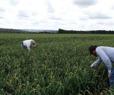 Alho brasileiro produzido em Minas (Foto: Anapa)