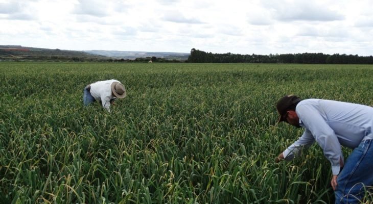 Alho brasileiro produzido em Minas (Foto: Anapa)