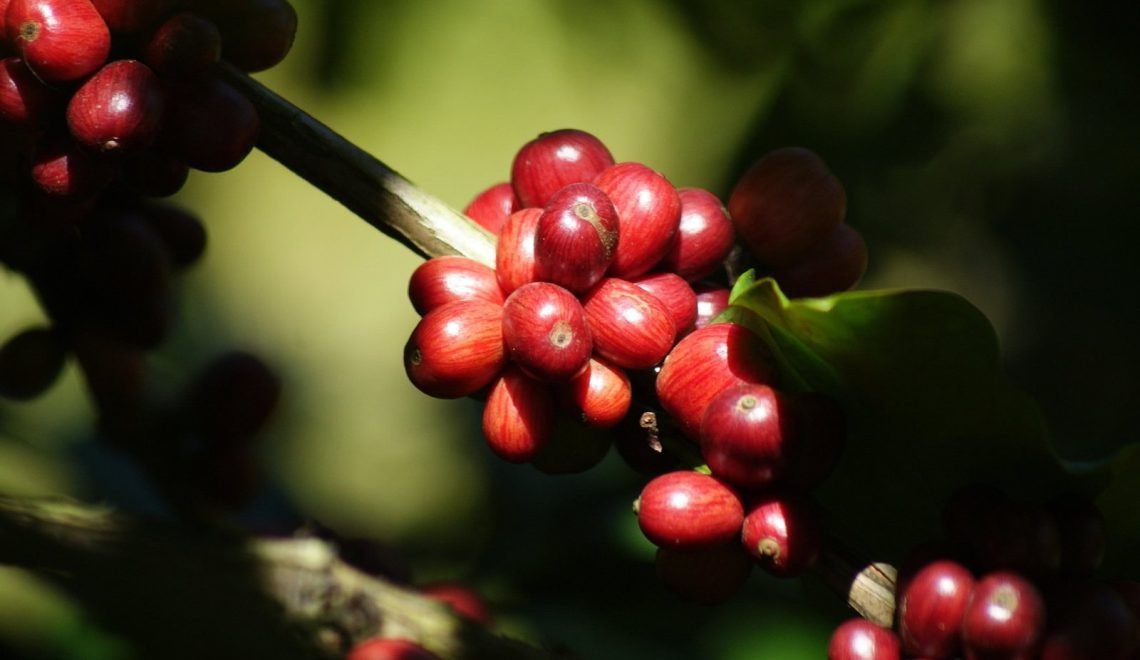 Um terço do café consumido no mundo sai do Brasil (Crédito: Embrapa)