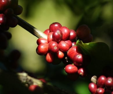 Um terço do café consumido no mundo sai do Brasil (Crédito: Embrapa)