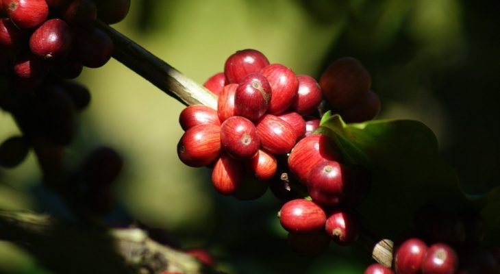 Um terço do café consumido no mundo sai do Brasil (Crédito: Embrapa)