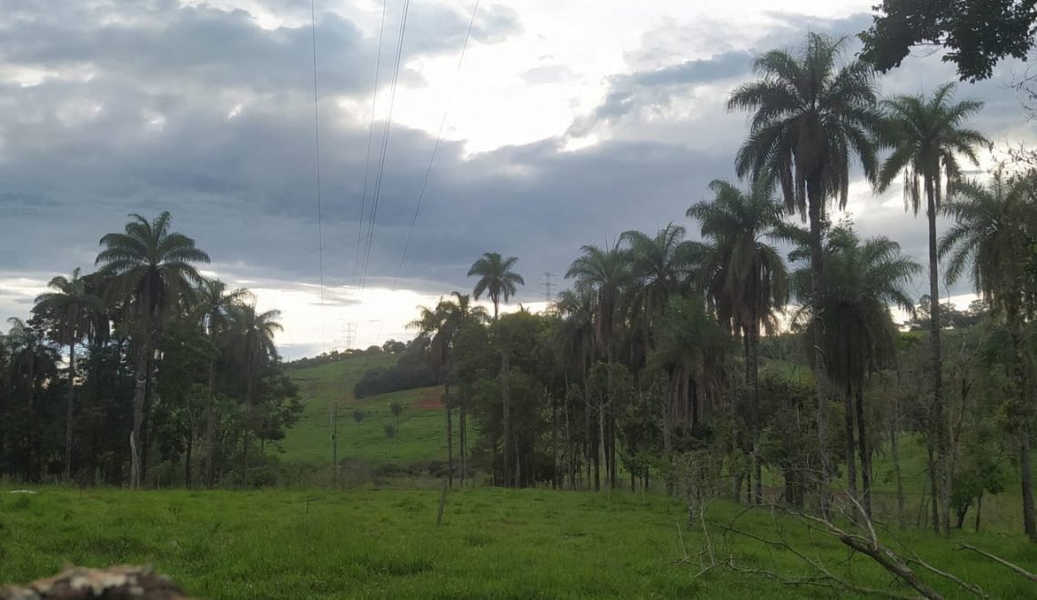 Macaúba é comum no Alto Paranaíba (Crédito: 100Porcentoagro)