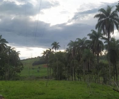 Macaúba é comum no Alto Paranaíba (Crédito: 100Porcentoagro)