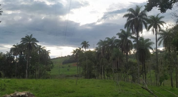 Macaúba é comum no Alto Paranaíba (Crédito: 100Porcentoagro)