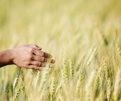 Mulheres na Agricultura: a força da comunidade, rede de apoio e o elo maternal com a Terra (Foto: Freepik)