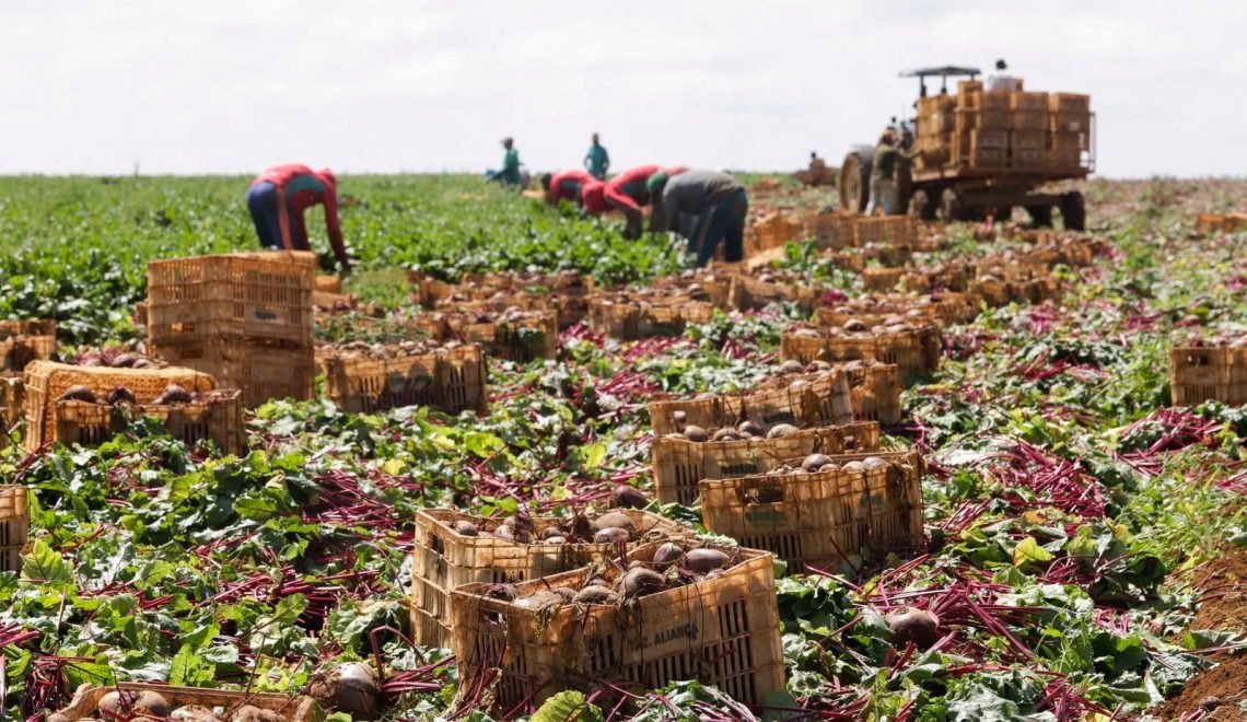 Agro brasileiro impulsiona PIB com crescimento recorde. Faemg destaca setor sustentável e tecnológico (Foto: Cristiano Machado/Agência Minas)