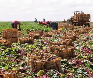 Agro brasileiro impulsiona PIB com crescimento recorde. Faemg destaca setor sustentável e tecnológico (Foto: Cristiano Machado/Agência Minas)