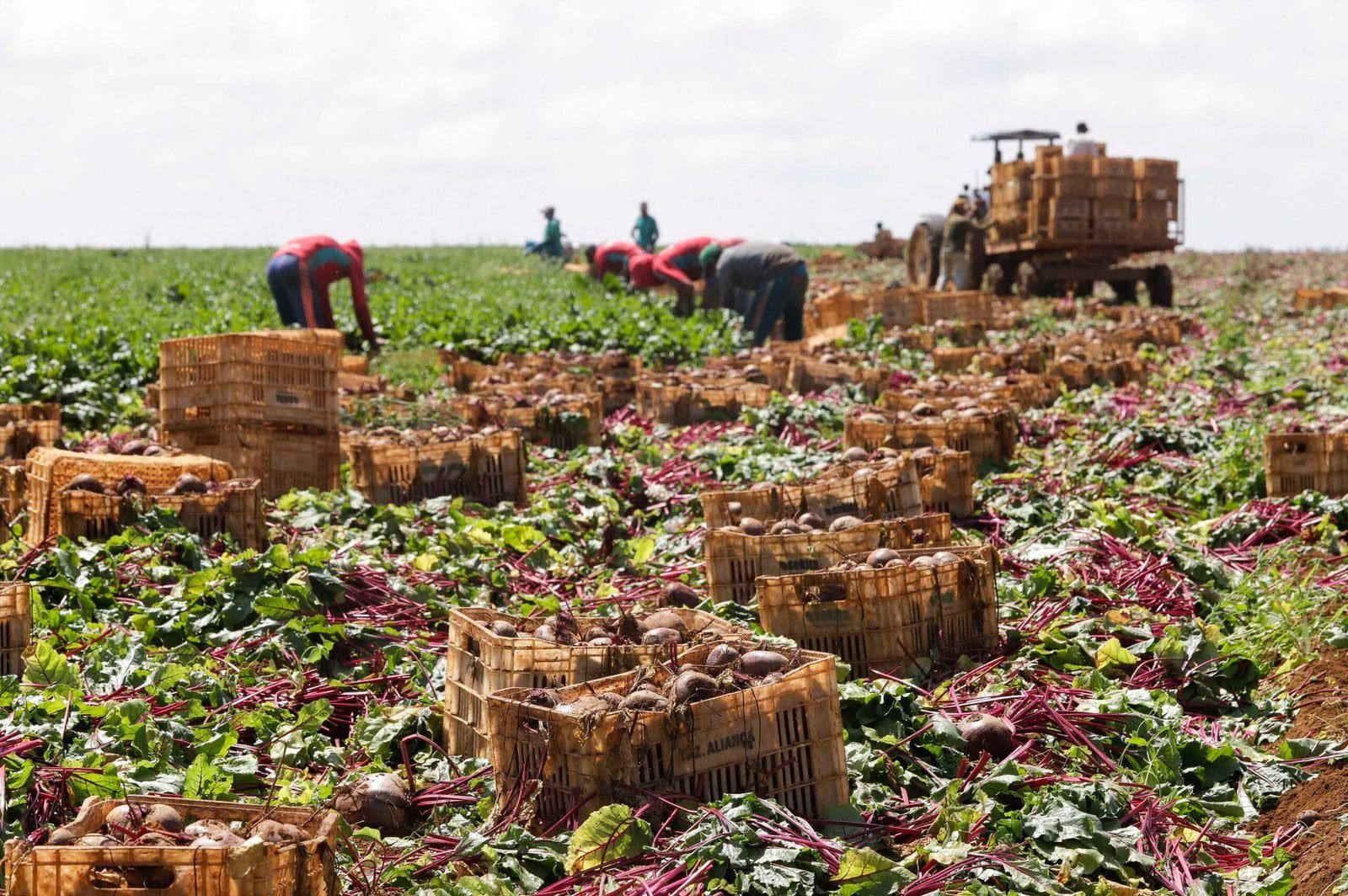 Agro brasileiro impulsiona PIB com crescimento recorde. Faemg destaca setor sustentável e tecnológico (Foto: Cristiano Machado/Agência Minas)