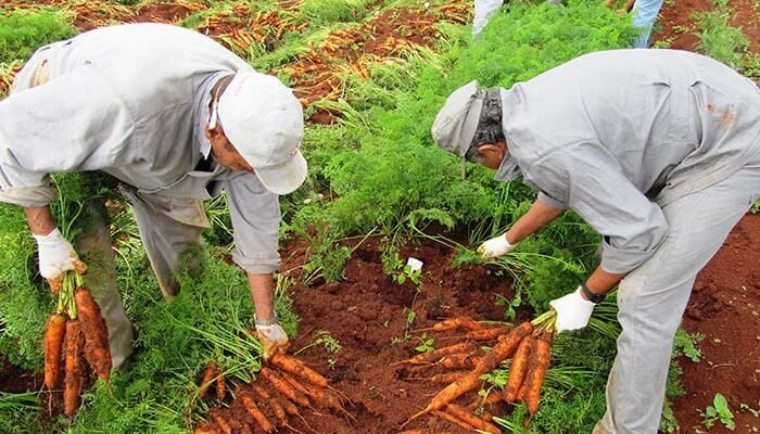 Plantios, processamento, transporte e comércio da cenoura garantem emprego e renda para milhares de famílias em todo o Brasil (Fonte: Embrapa)