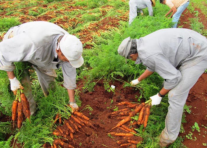 Plantios, processamento, transporte e comércio da cenoura garantem emprego e renda para milhares de famílias em todo o Brasil (Fonte: Embrapa)