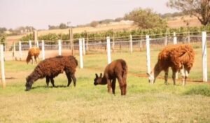 Público poderá saborear vinhos produzidos em Patos de Minas e fazer zooturismo (Crédito: Alma Rios) 