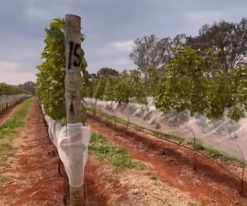 Alma Rios: vinhedo em Patos de Minas é um dos destaques do Cerrado Mineiro (Crédito: Alma Rios)