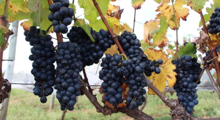 Cerrado é propício para uvas com solo arenoso e clima favorável (Mariana Penaforte de Assis/Divulgação)