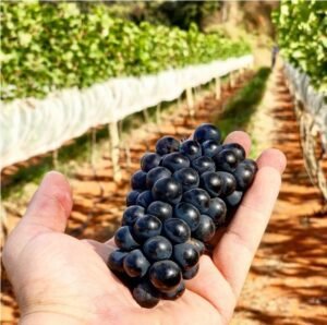 Região chamou atenção para o cultivo de uvas destinadas à produção de vinhos (Foto: Portal BonVivant)