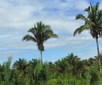 Babaçu é palmeira nativa do Brasil, presente em diversos estados, incluindo Minas Gerais (Foto: José Rey Santos Souza/Embrapa)