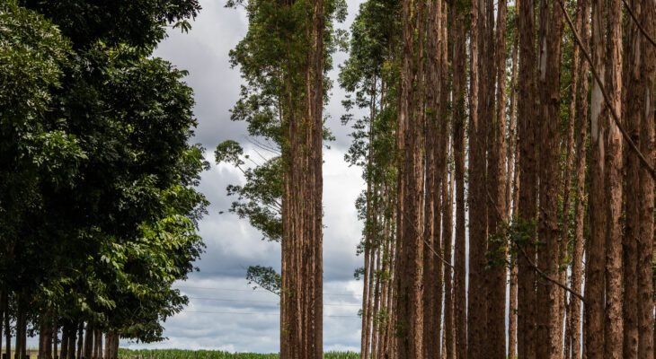 Tecnologia no agro é aliada da sustentabilidade (Crédito: Wenderson Araújo/Trilux/CNA)