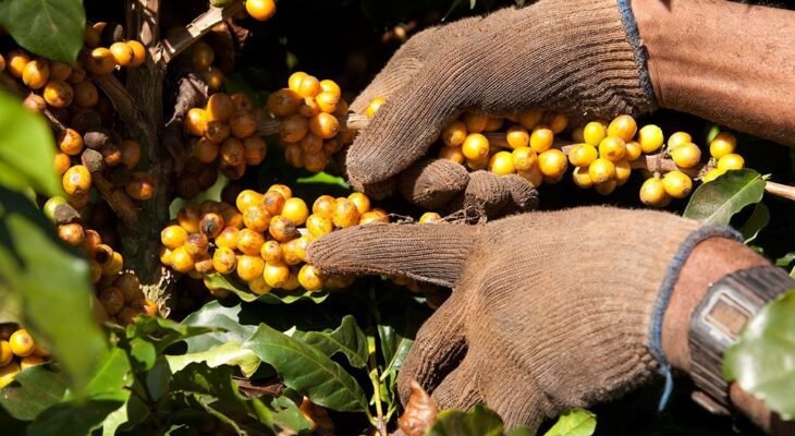 Com reconhecimento, Região do Cerrado Mineiro se consolida como polo estratégico para a produção de cafés especiais no Brasil (Crédito: Divulgação/Sebrae MG)