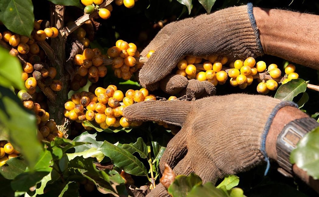 Com reconhecimento, Região do Cerrado Mineiro se consolida como polo estratégico para a produção de cafés especiais no Brasil (Crédito: Divulgação/Sebrae MG)
