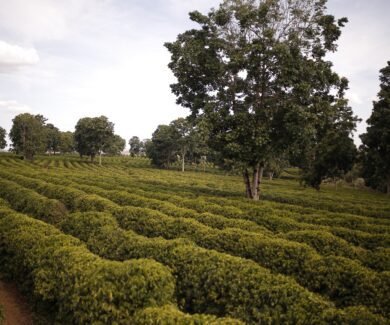 Cafés do Cerrado Mineiro: Denominação de Origem será reforçada em 3 eventos regionais (Crédito: FCM)