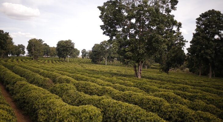 Cafés do Cerrado Mineiro: Denominação de Origem será reforçada em 3 eventos regionais (Crédito: FCM)