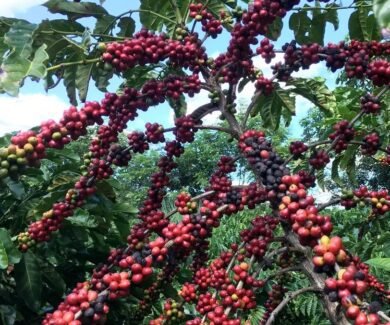 Brasil tem longa tradição na produção de café (Crédito: Agência Brasil/Roberto Gomes/Reuters)