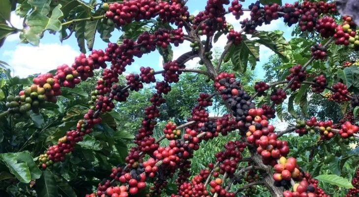 Brasil tem longa tradição na produção de café (Crédito: Agência Brasil/Roberto Gomes/Reuters)