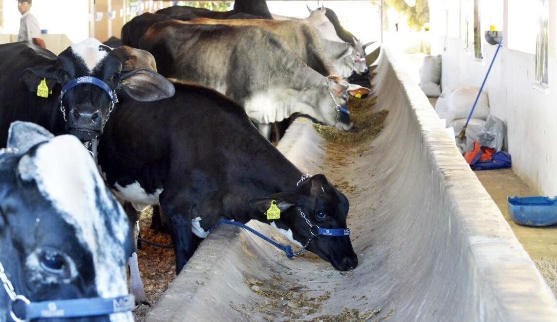 Minas Gerais prorroga vacinação contra brucelose para bezerras até 31 de julho (Crédito: Renato Cobucci/Imprensa MG)